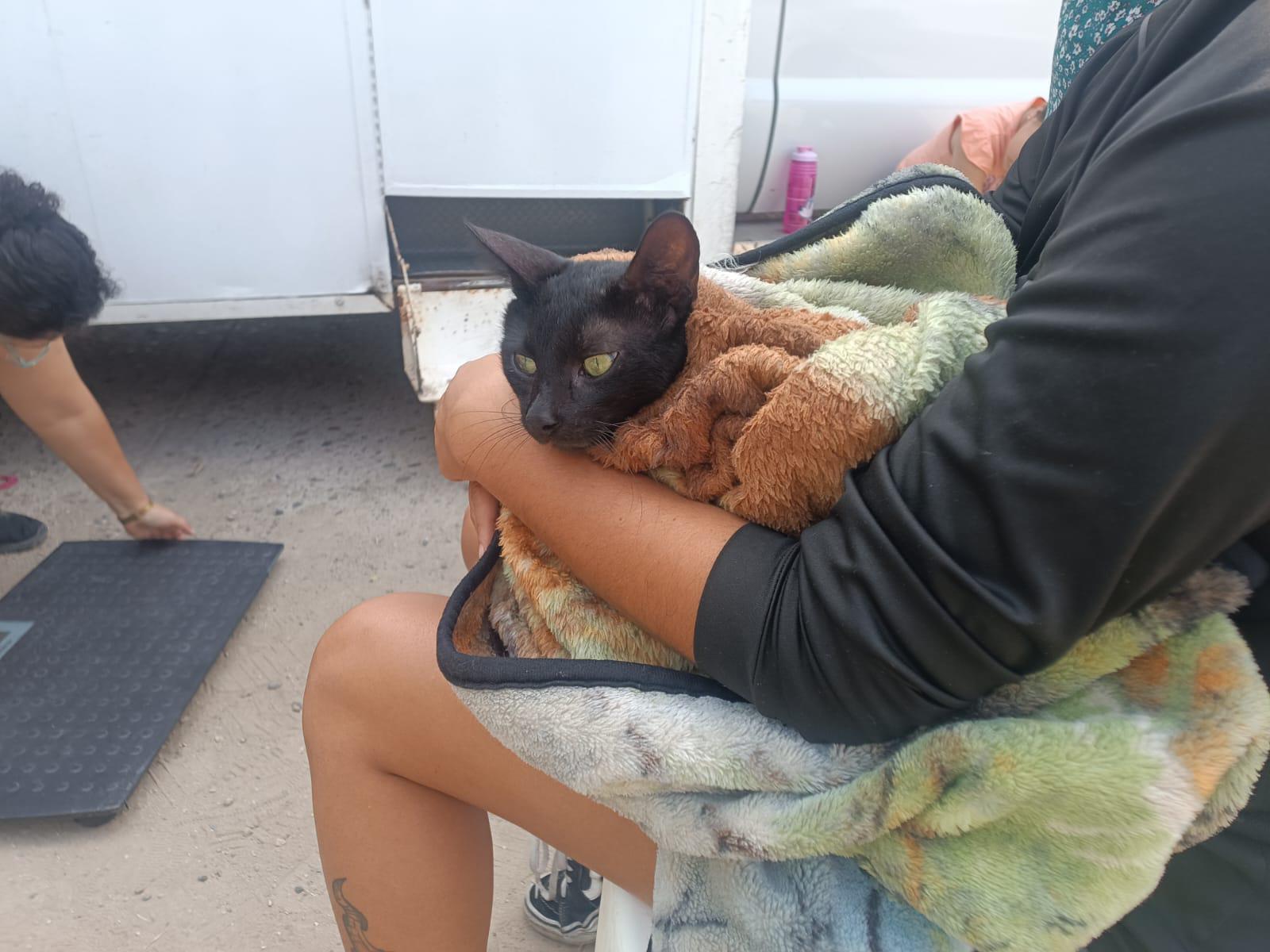 $!Colonos del Infonavit Alarcón reciben activa jornada de esterilización para sus mascotas