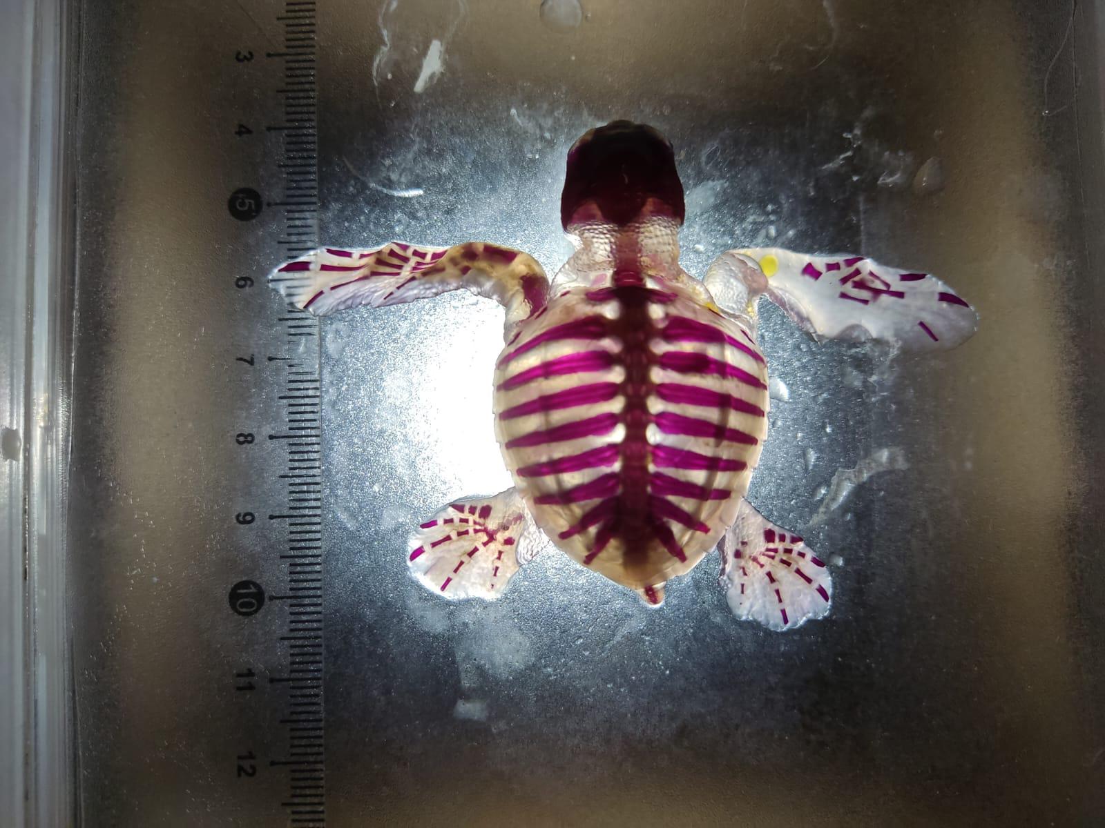 $!Alumna de la UAS consigue método para transparentar órganos y piel de tortugas marinas embrionarias