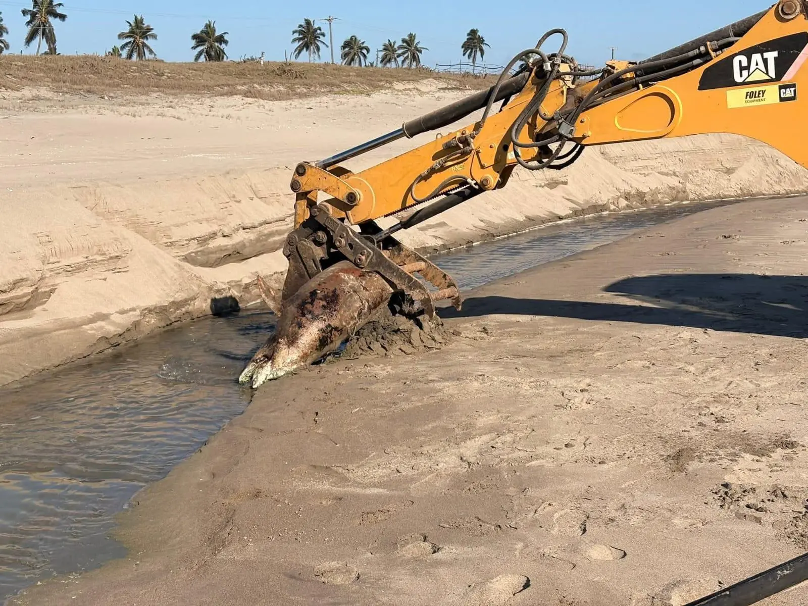 $!Hallan lobo marino y delfín muertos en playa El Caimanero, en Rosario