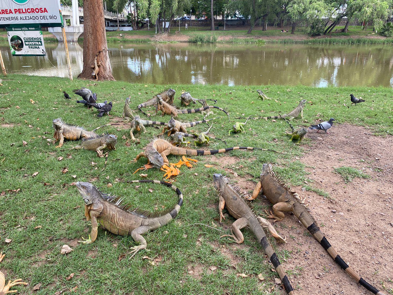 $!Antonio, el amigo de las iguanas, palomas y ardillas de Las Riberas, en Culiacán