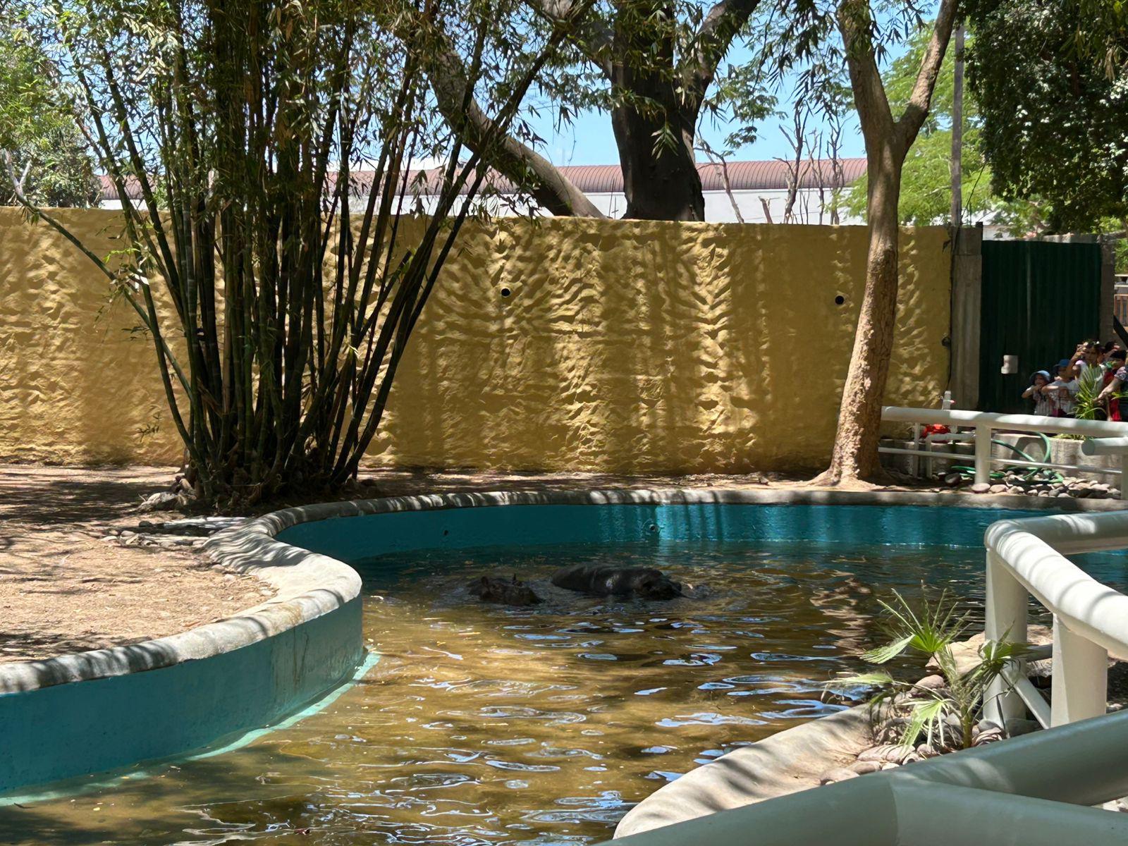 $!Presentan a pareja de hipopótamos en el Zoológico de Culiacán; cuestan $160 mil