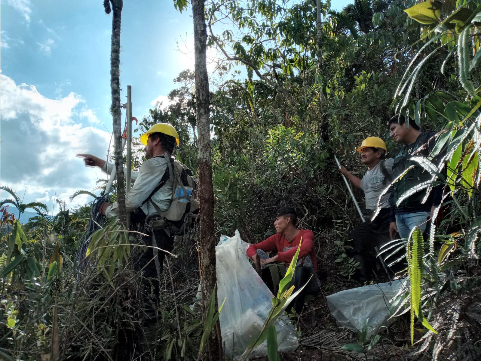 $!Luis Valenzuela y equipo realizando estudio de distribución y estado de conservación de Uncaria tomentosa.