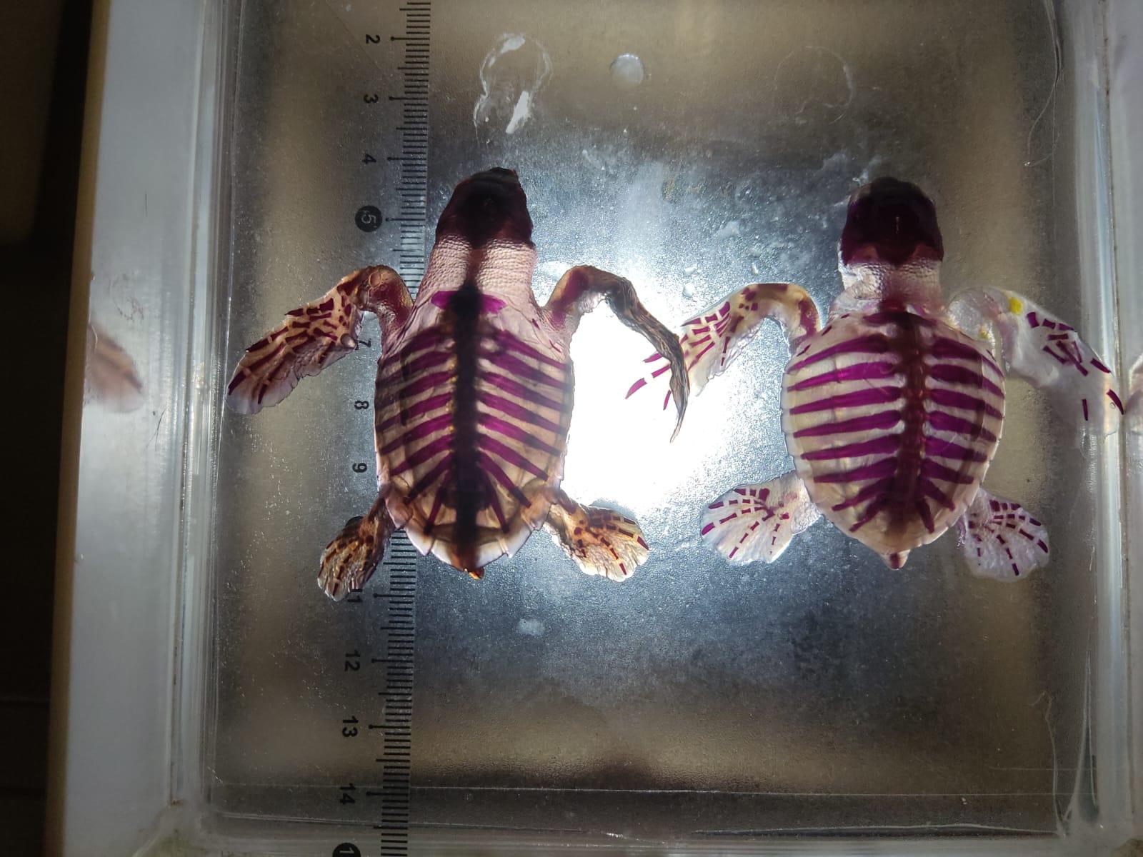 $!Alumna de la UAS consigue método para transparentar órganos y piel de tortugas marinas embrionarias