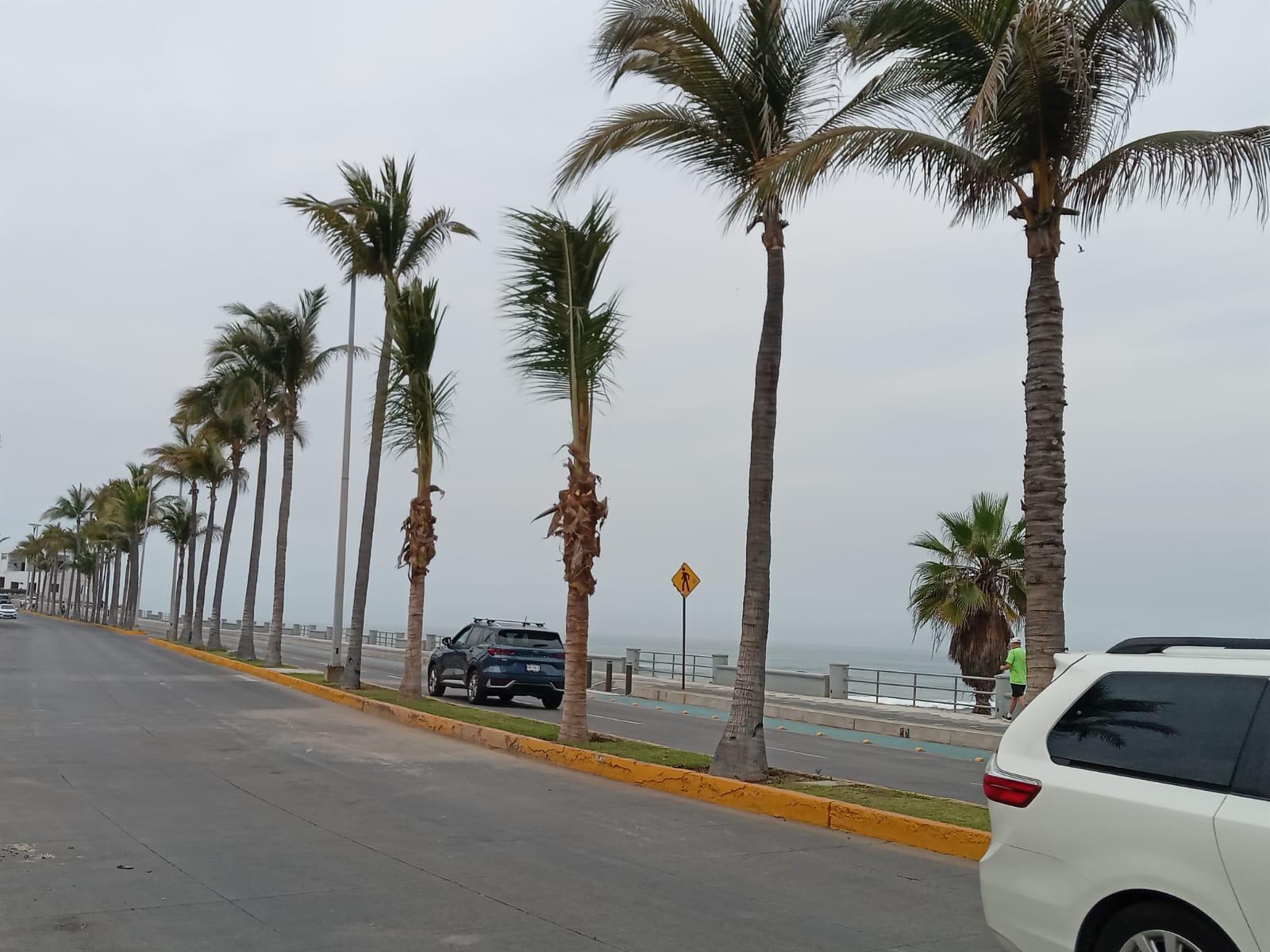 $!Colocan nuevas palmeras tras polémica generada por la tala de dos ejemplares en el Paseo Claussen de Mazatlán