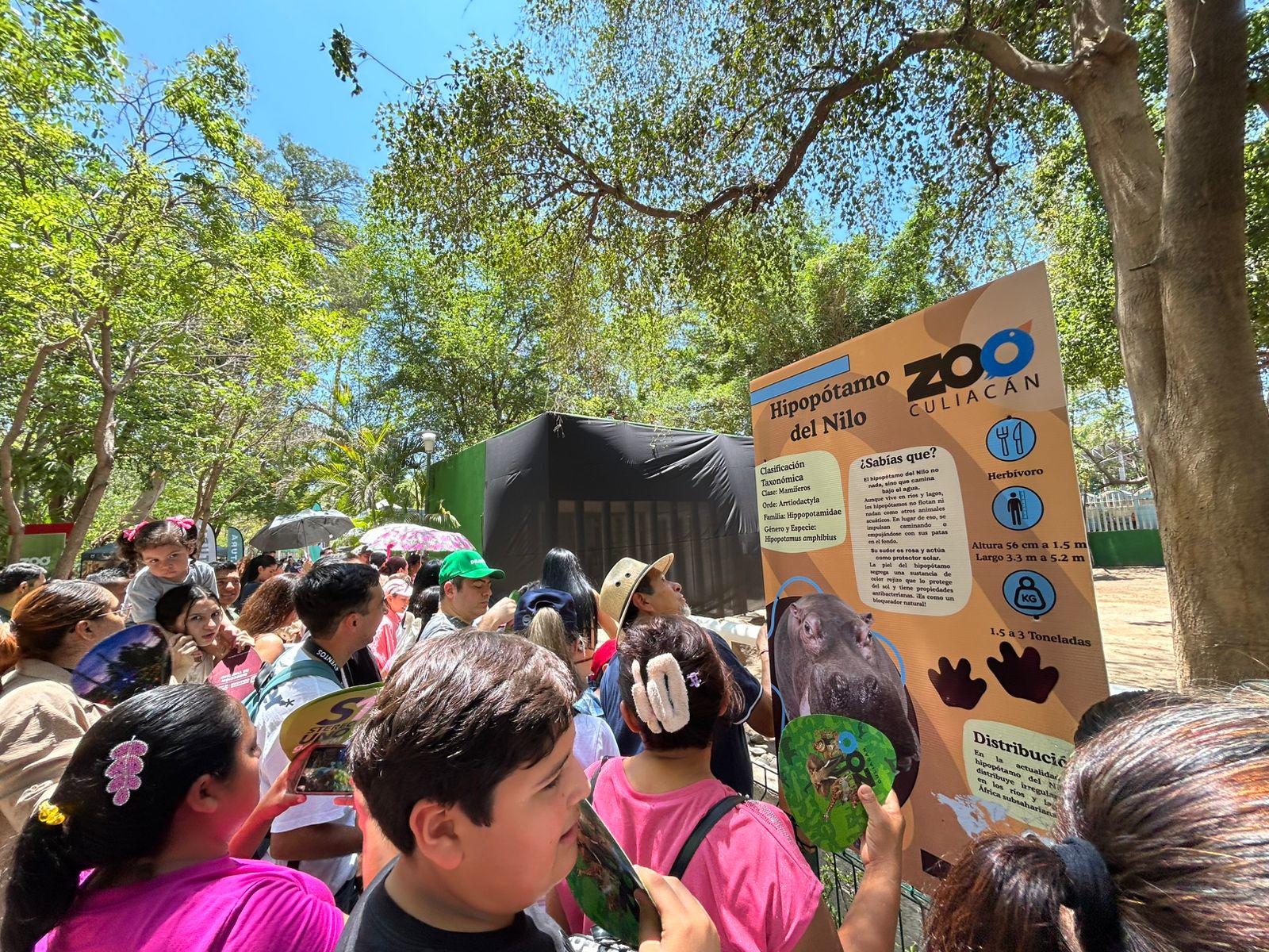 $!Presentan a pareja de hipopótamos en el Zoológico de Culiacán; cuestan $160 mil