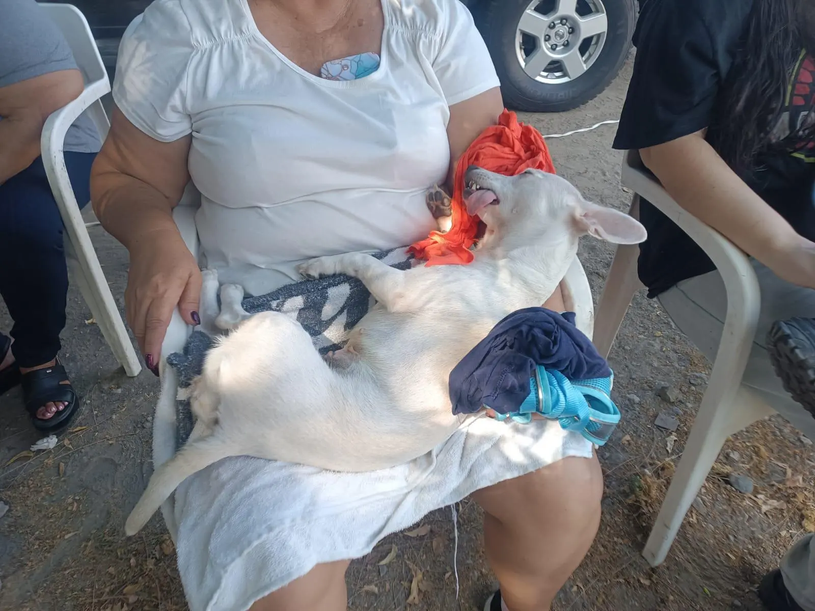 $!Michi, Botas y otras mascotas aprovechan campaña gratuita de esterilización en Infonavit Jabalíes