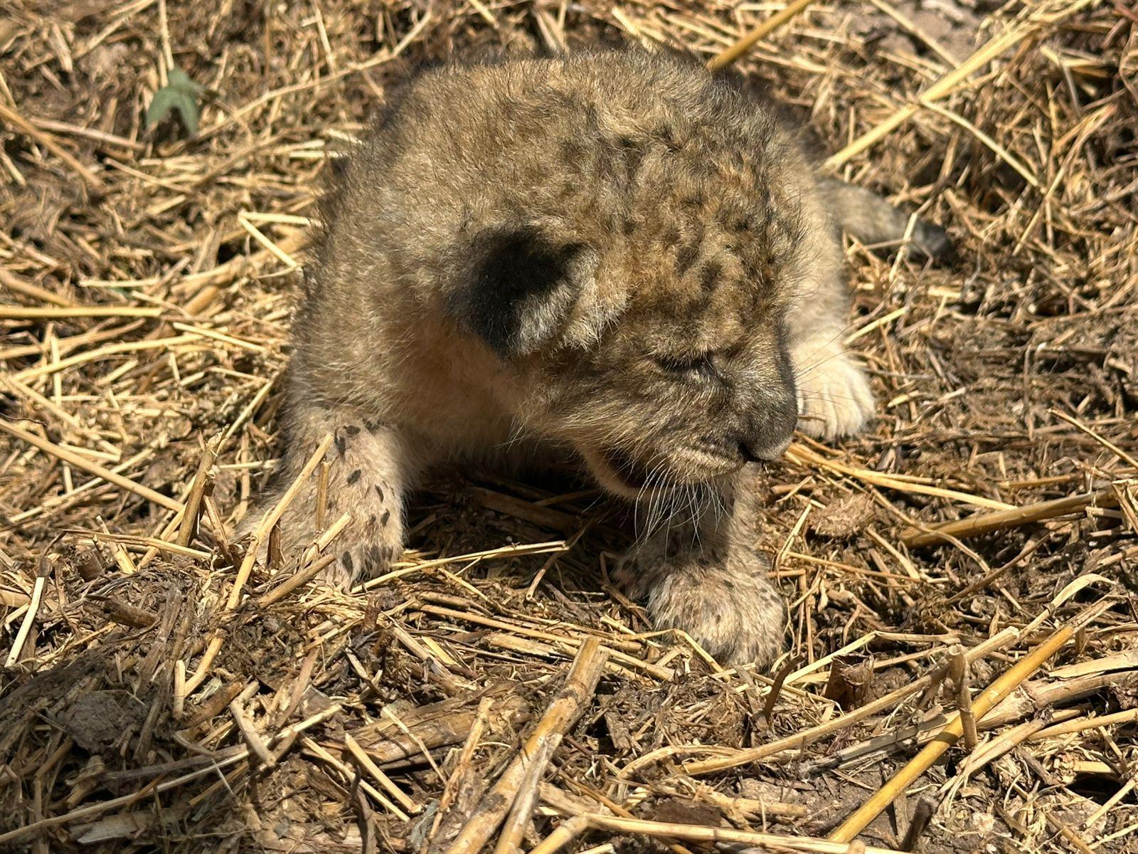 $!En medio de reubicación, nace cachorra de león en santuario Ostok Mazatlán