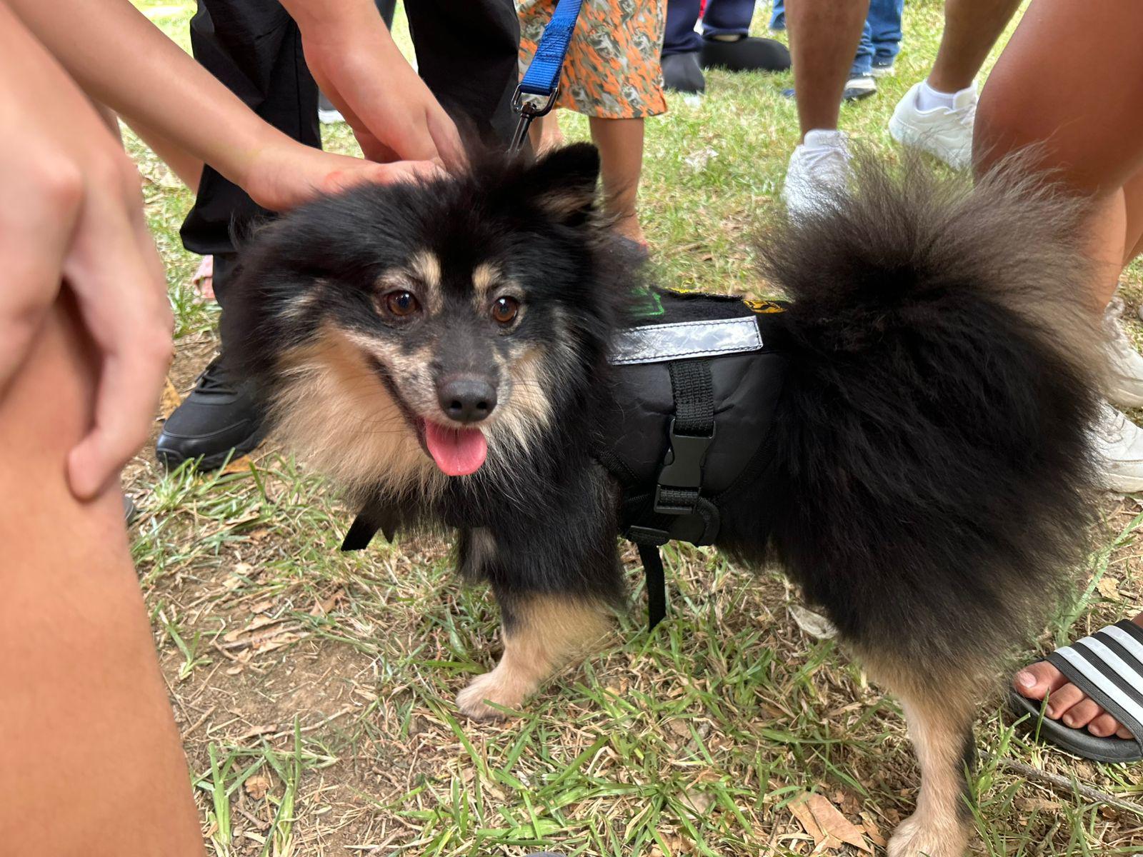 $!Elementos de la unidad K9 muestra su labor y convive con niñas y niños del Programa Vacacional 2025 del SNTSS