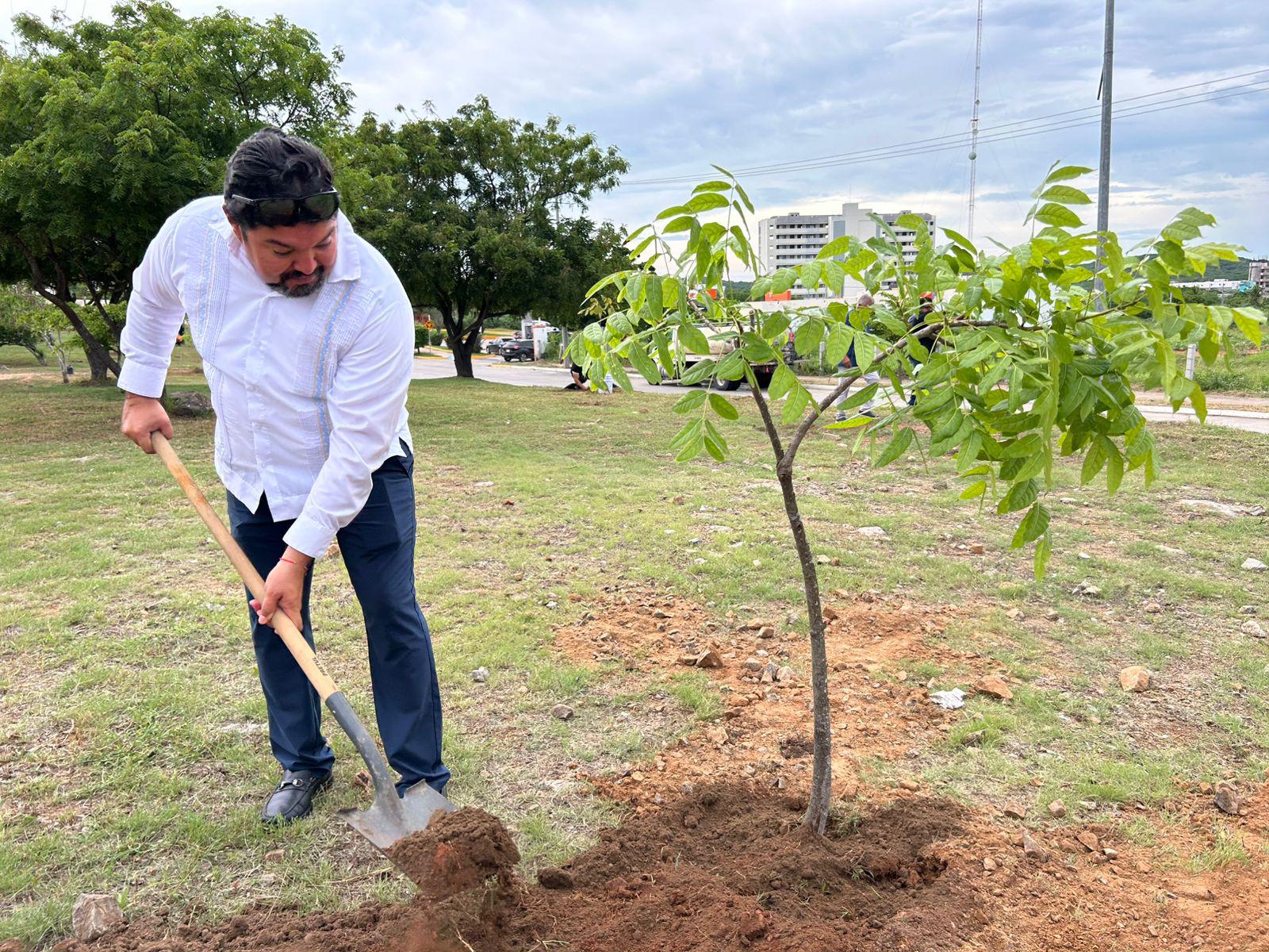 $!Avanza campaña de arborización en Mazatlán con siembra de 60 árboles