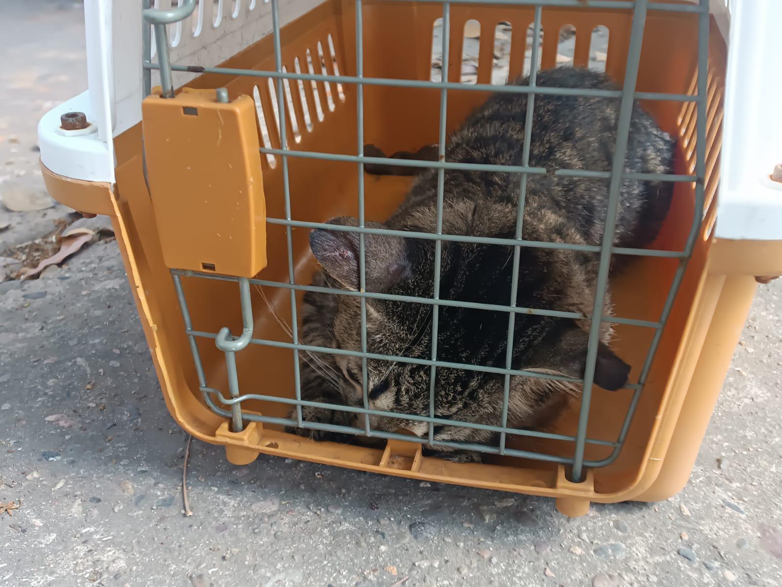 $!Acuden vecinos de Fovissste Playa Azul a jornada de esterilización de Ecología