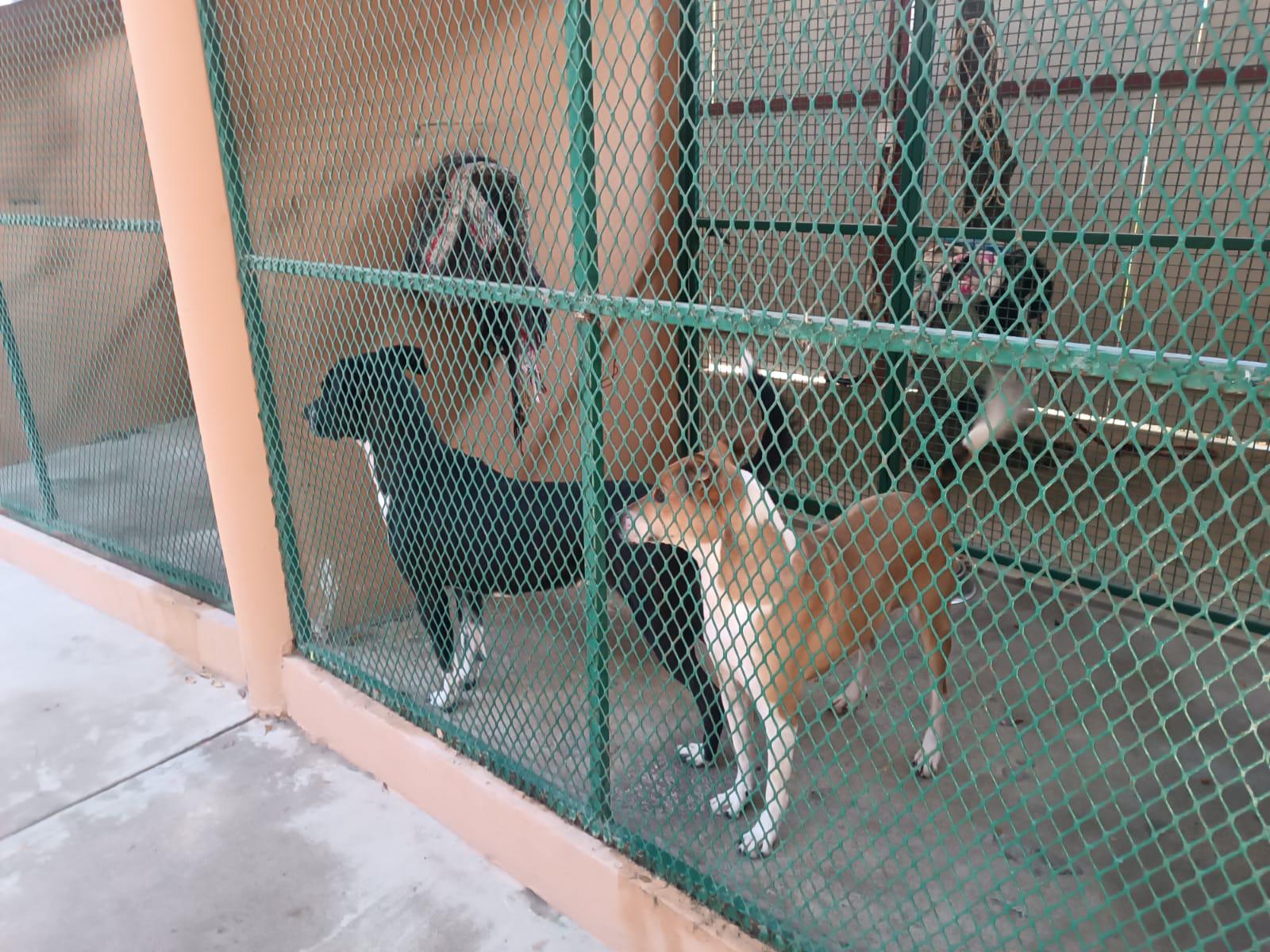 $!Siete mascotas encuentran un nuevo hogar gracias a la campaña Huellitas del Bienestar