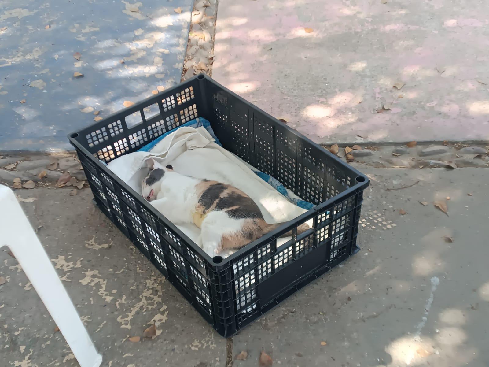 $!Acuden vecinos de Fovissste Playa Azul a jornada de esterilización de Ecología