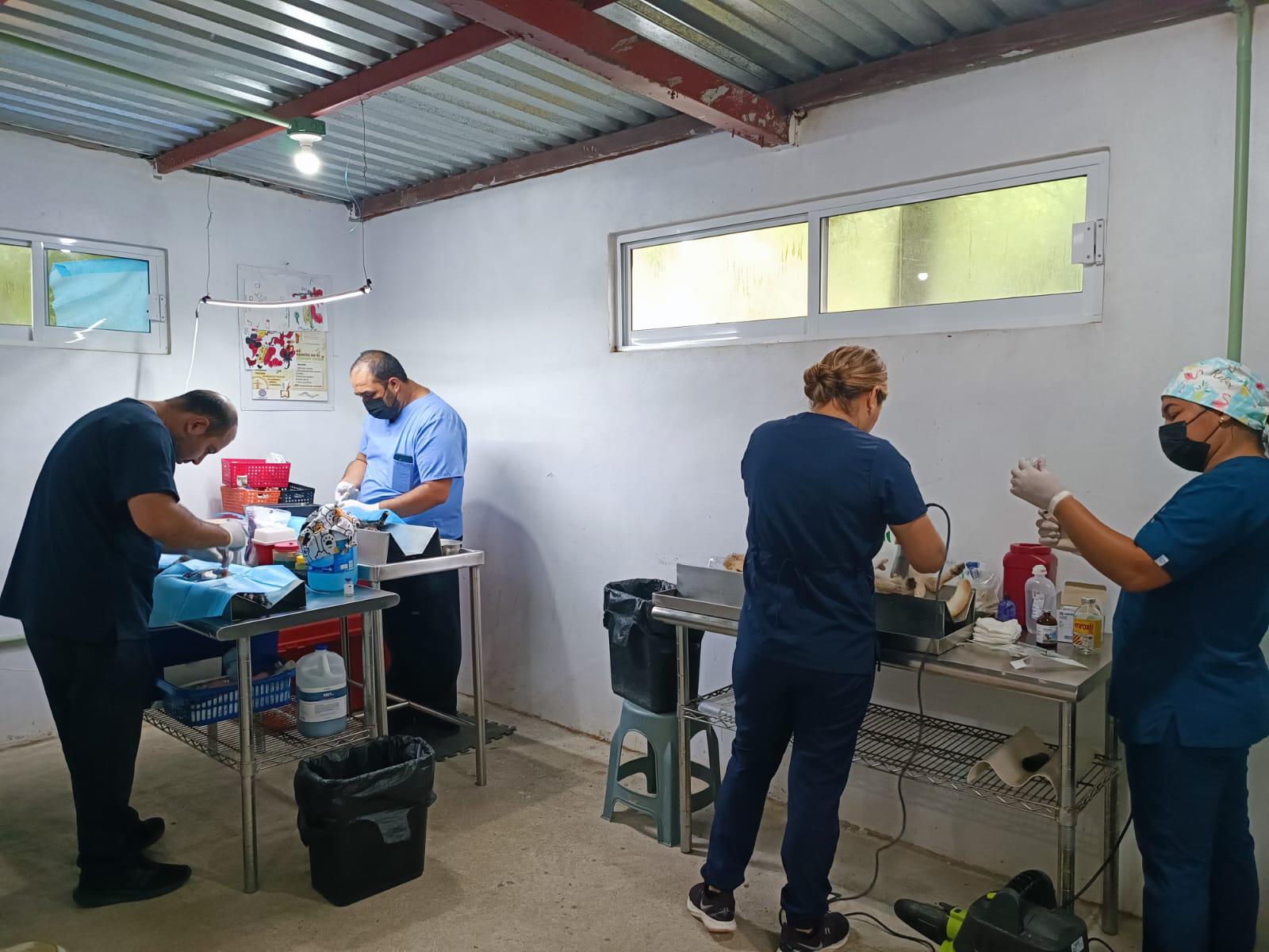 $!Un gato y un perrito hallan un nuevo hogar en la octava jornada de ‘Huellitas del Bienestar’