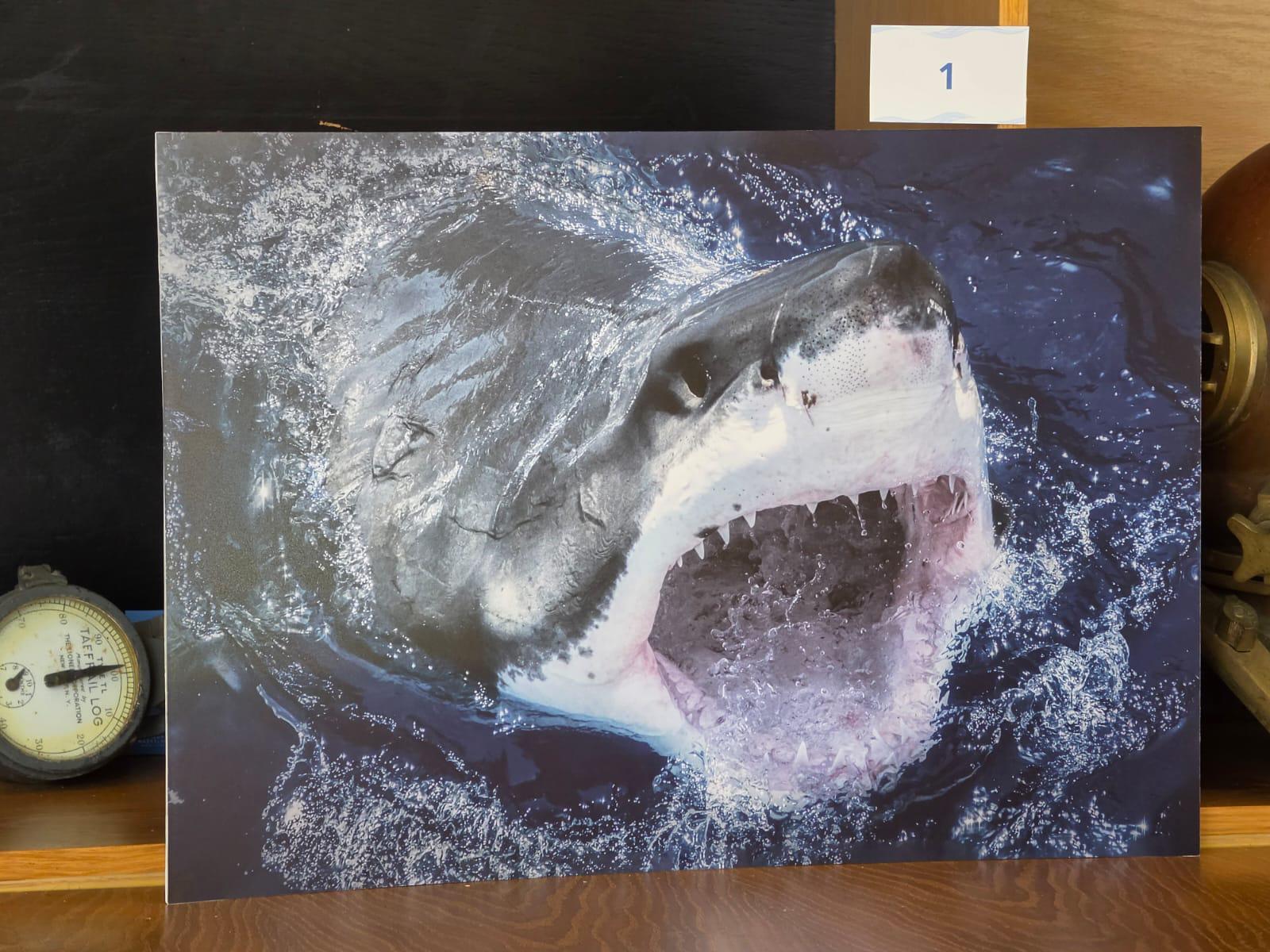 $!Arranca Gran Acuario Mazatlán la ‘Semana del Tiburón’ con exposición fotográfica internacional
