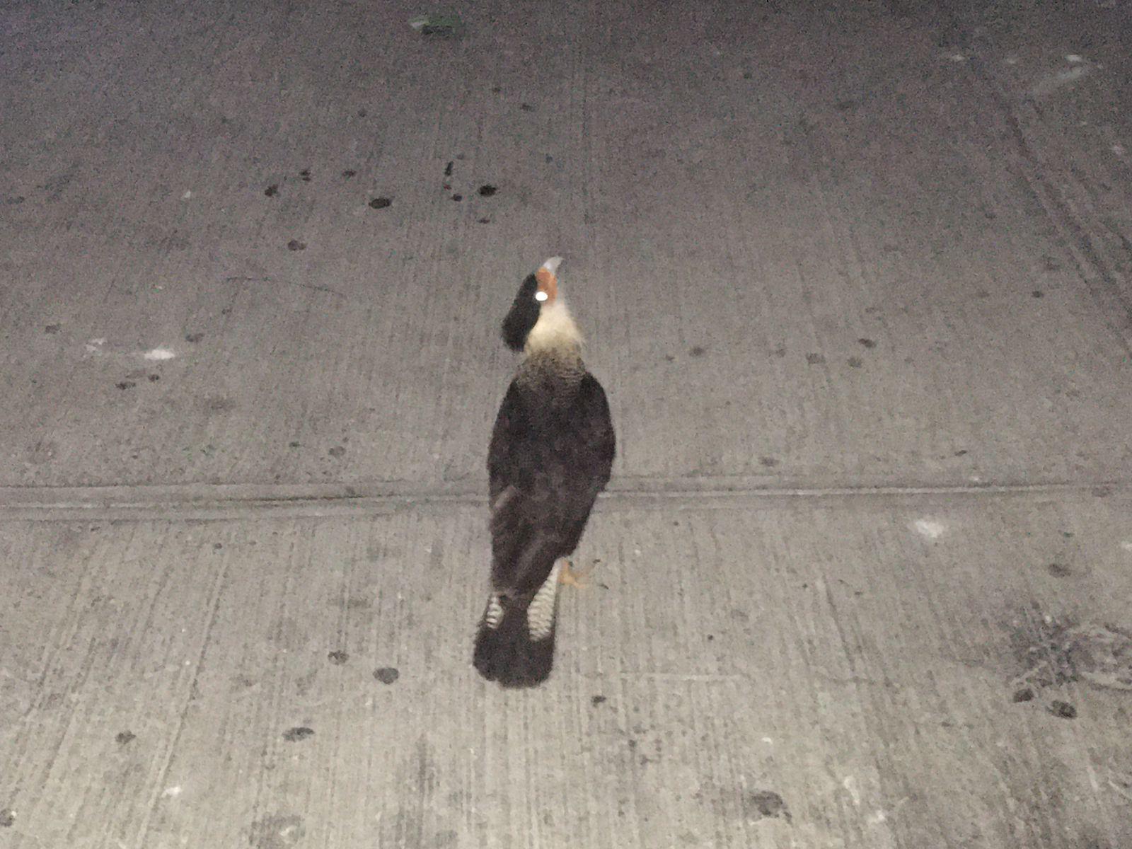 $!Piden apoyo urgente para ayudar a un quelele que tiene algo atorado en el cuello, en calle de Mazatlán