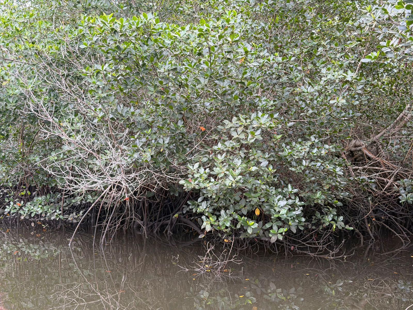 $!Impulsa Sectur turismo regenerativo en humedales y manglares de Mazatlán