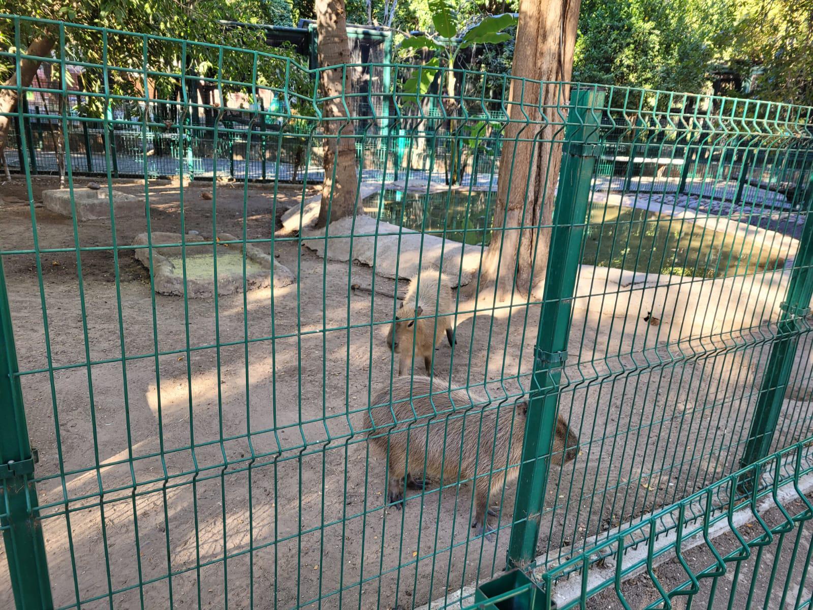 $!Había cuatro capibaras hace unos años, ahora en el Zoológico de Culiacán sólo hay uno