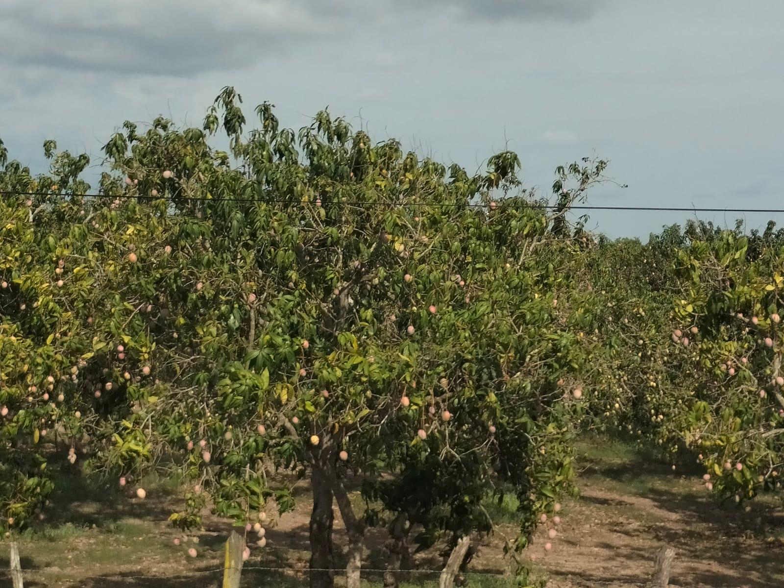 $!Preocupa a líderes de Rosario falta de lluvias; temen graves consecuencias