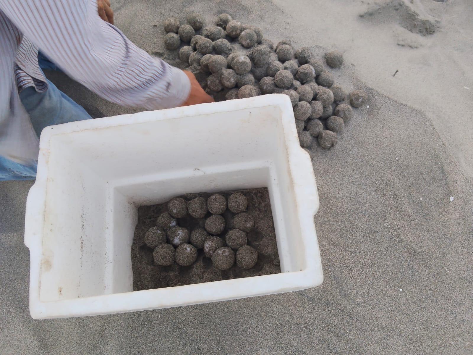 $!El santuario Huizache-Caimanero registra el primer nido de tortuga marina de la temporada