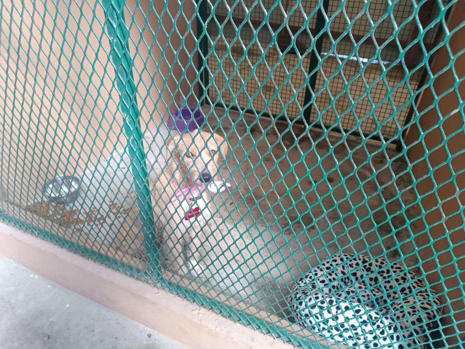 $!Siete mascotas encuentran un nuevo hogar gracias a la campaña Huellitas del Bienestar