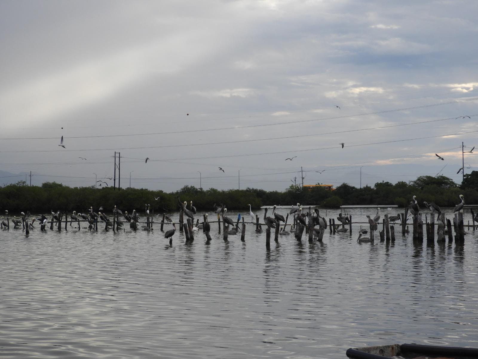 $!Reportan mortandad de peces en esteros de Escuinapa