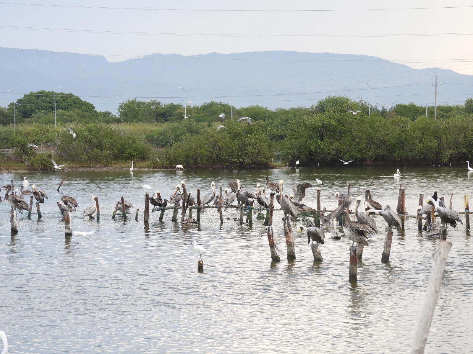 $!Reportan mortandad de peces en esteros de Escuinapa