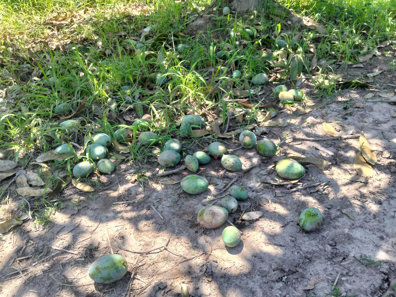 $!El robo de mango en Escuinapa está imparable, advierten productores