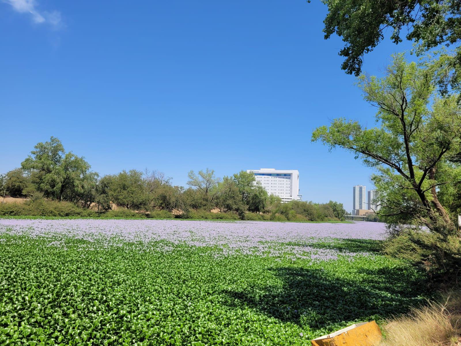 $!El río Humaya está repleto de plaga de lirio acuático, pese a acciones de remoción del Ayuntamiento