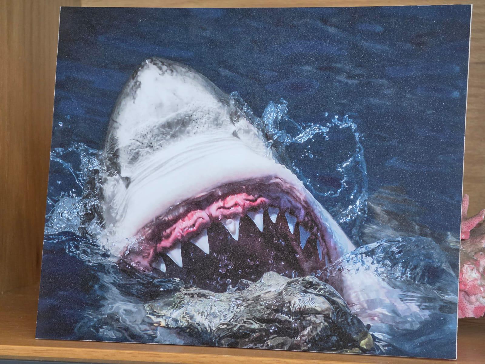$!La exposición marca el inicio de las actividades de la Semana Tiburón en el Gran Acuario Mazatlán Mar de Cortés.