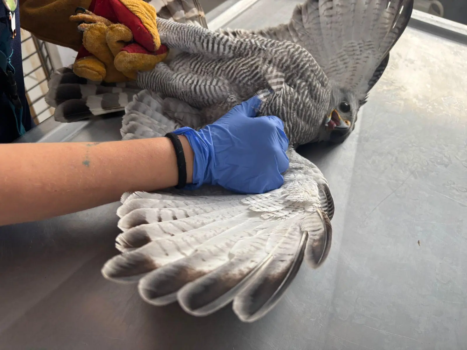 $!Hospital de Fauna del Gran Acuario Mazatlán rescata y libera especies en su hábitat natural