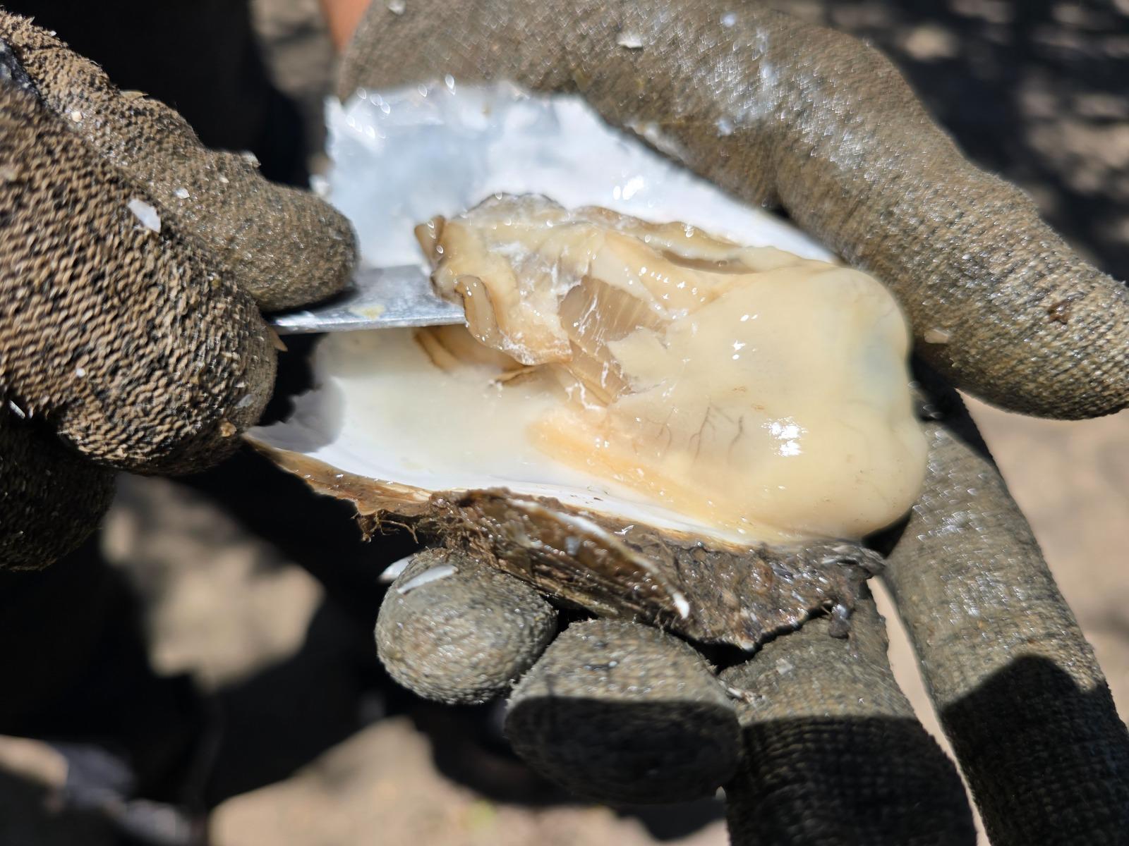 $!Marco Antonio tiene más de 40 años como productor de ostión al elegir la pesca por profesión en Chametla