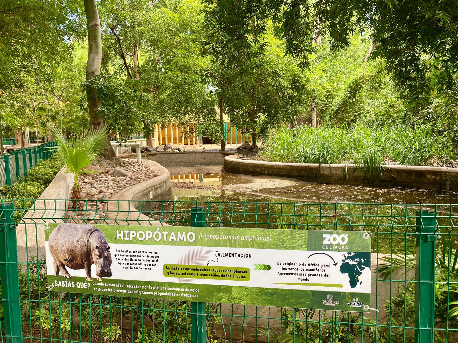 $!Fallece ‘Kathie’, la icónica hipopótamo del Zoológico de Culiacán, a los 50 años