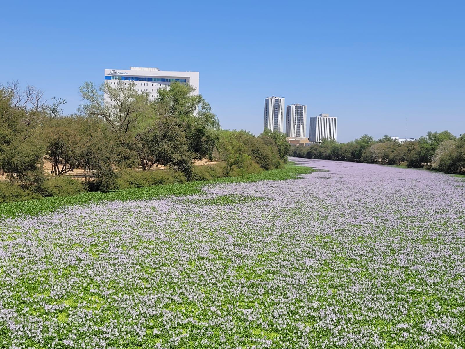 $!El río Humaya está repleto de plaga de lirio acuático, pese a acciones de remoción del Ayuntamiento
