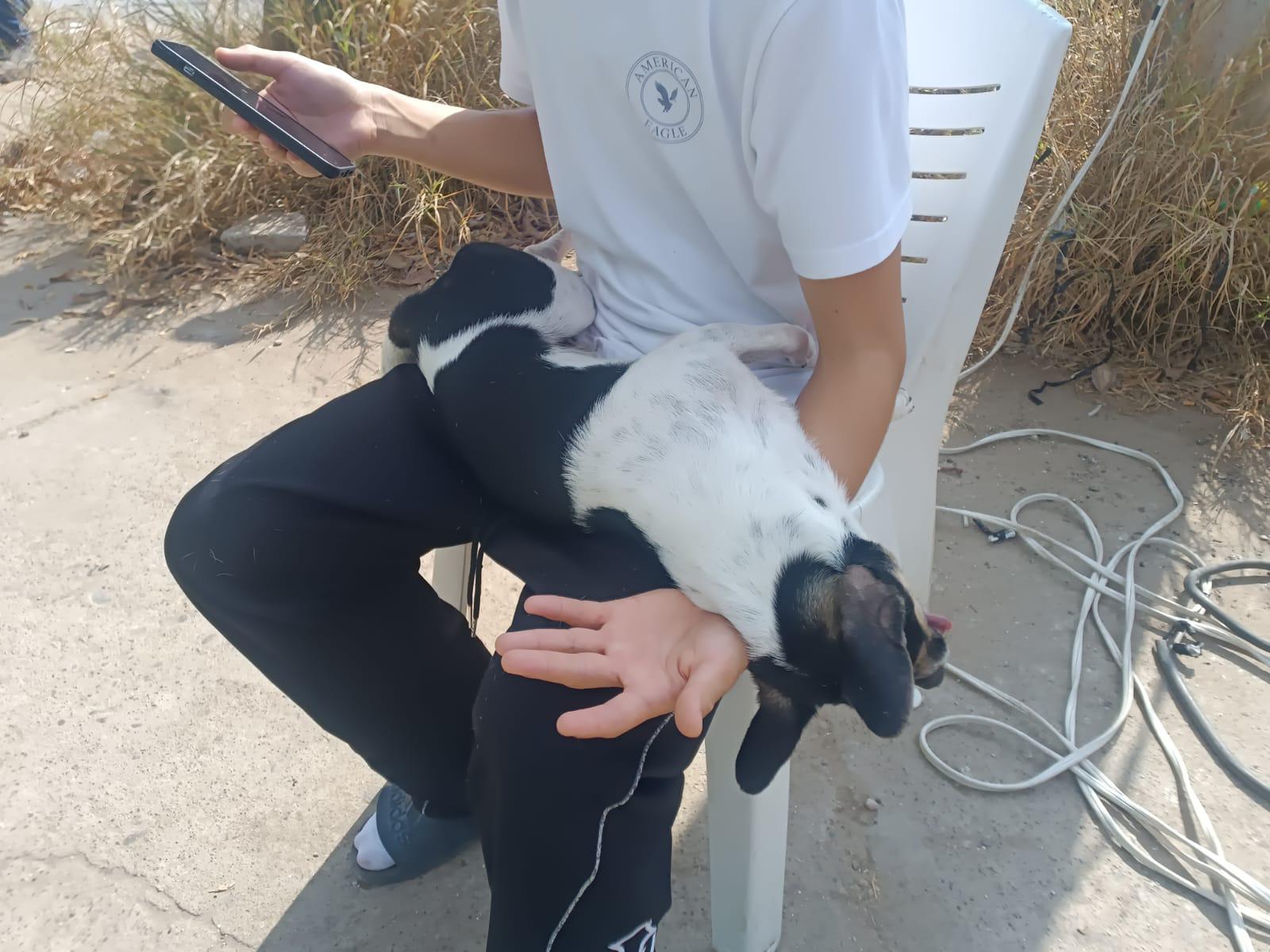 $!Colonos del Infonavit Alarcón reciben activa jornada de esterilización para sus mascotas