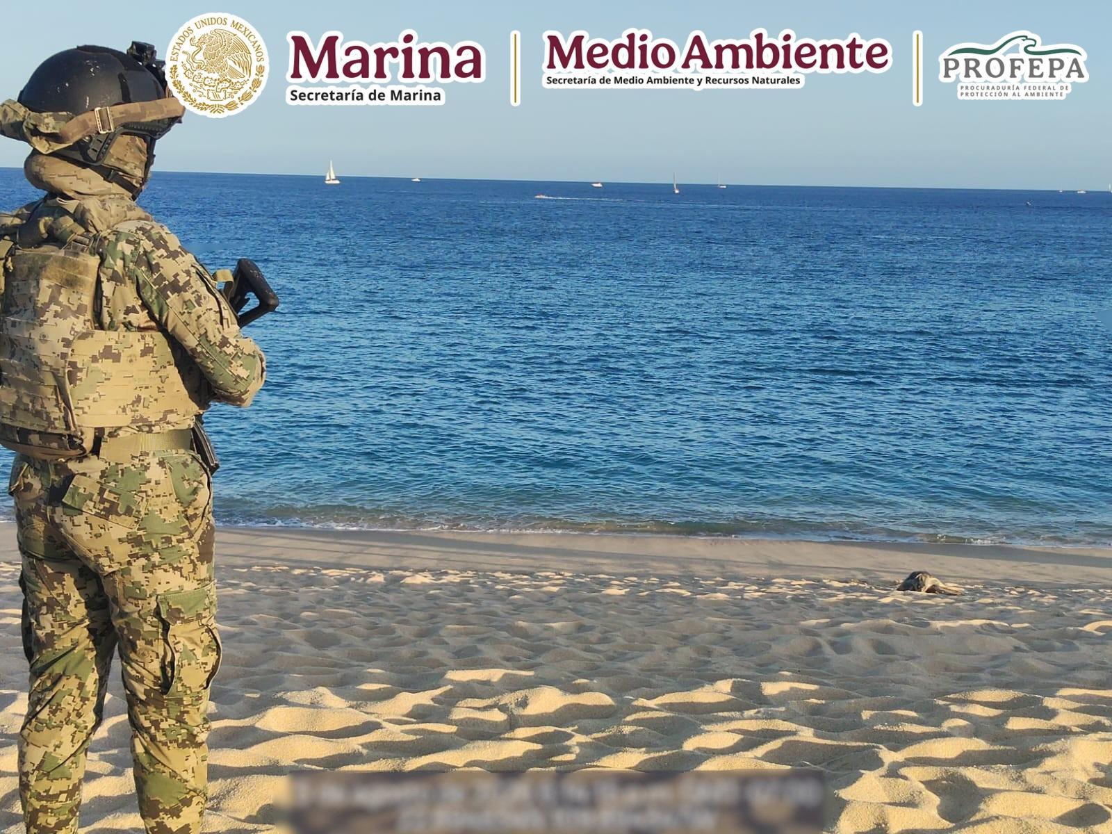 $!Protegen arribazón de 140 tortugas golfinas en Cabo San Lucas, BCS