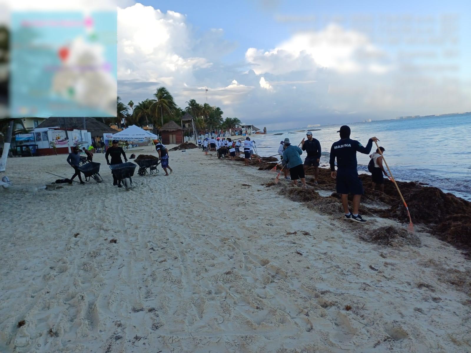 $!Mantienen retiro de sargazo en costas de Quintana Roo; van casi 17 mil toneladas recogidas en lo que va de 2026