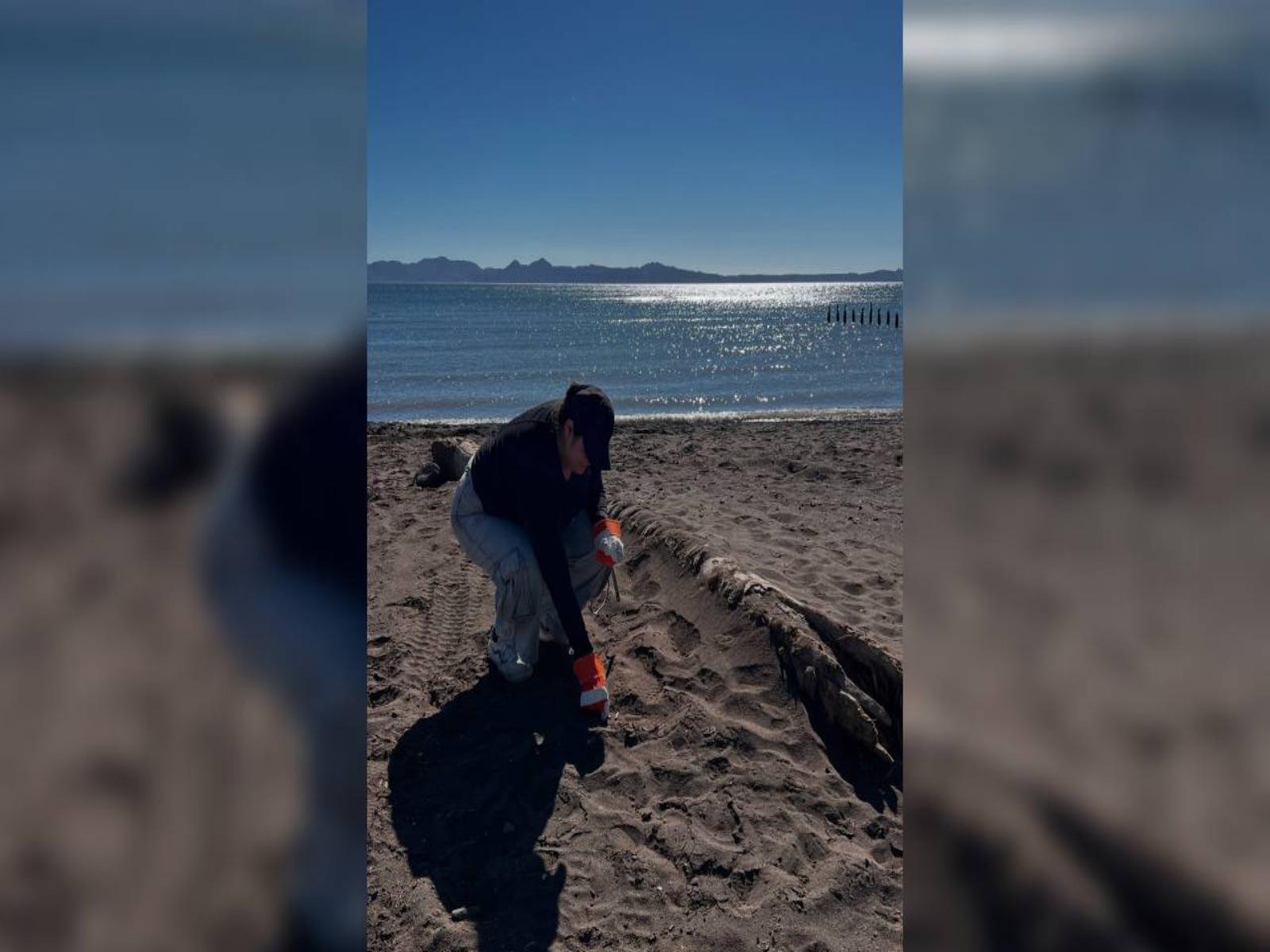 $!Asociaciones rechazan a cruceros en Puerto de Loreto, Baja California Sur; ‘es una amenaza a ballena azul’, señalan