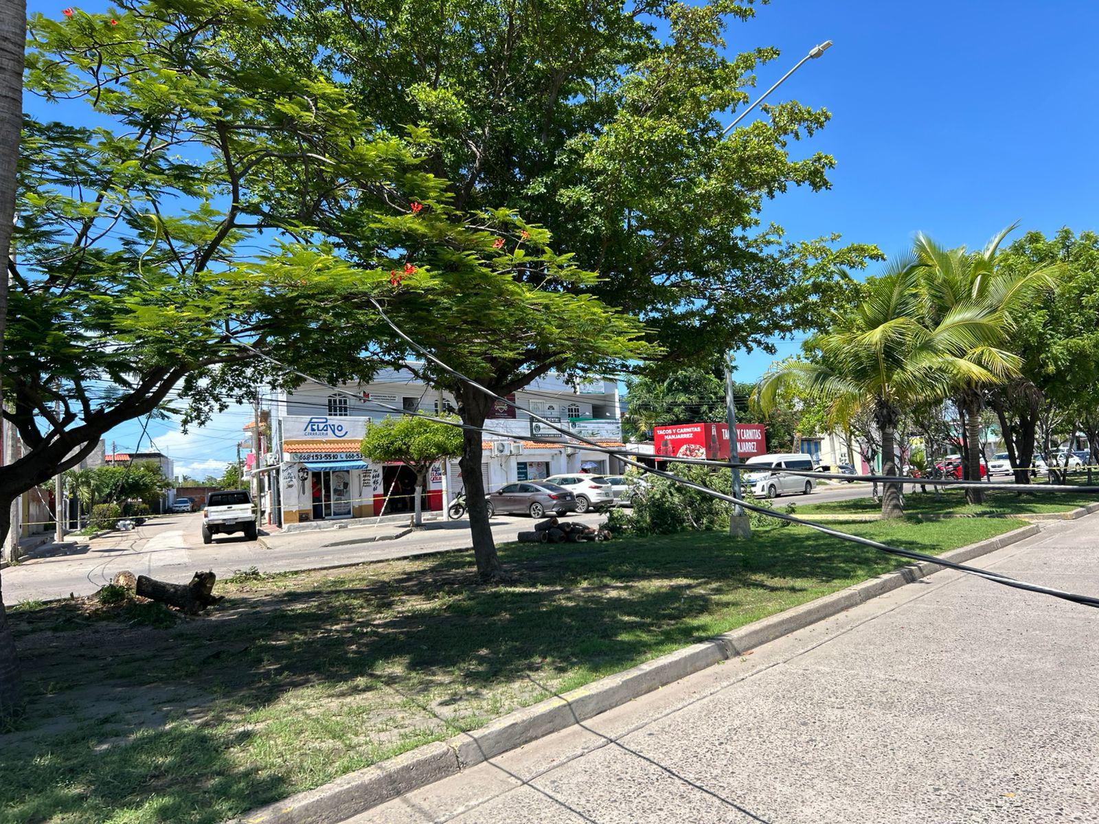 $!Cierran circulación en la Avenida Bicentenario tras derribo de árbol y cableado eléctrico por un camión de carga