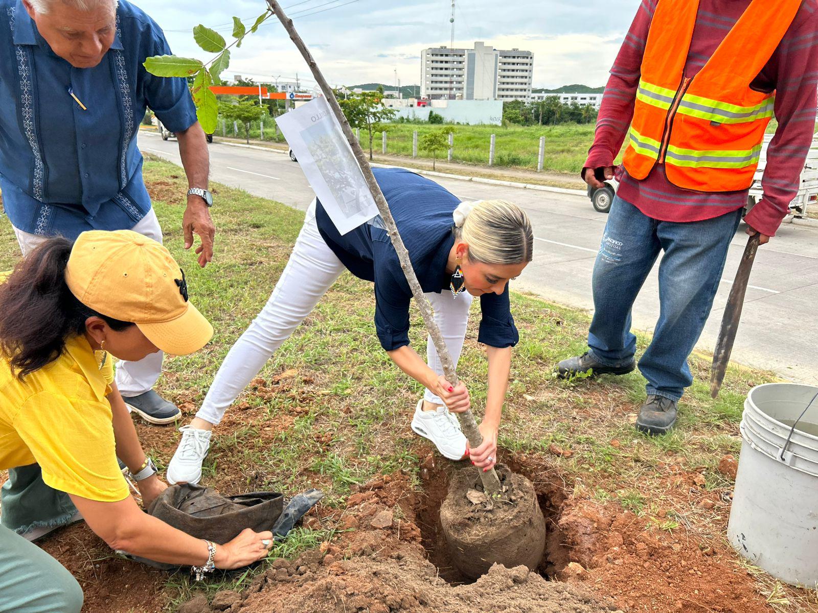 $!Avanza campaña de arborización en Mazatlán con siembra de 60 árboles