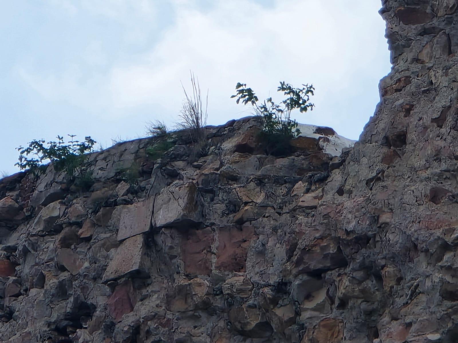 $!Ruinas del templo antiguo de Rosario aquejadas por maleza y enjambre de abejas