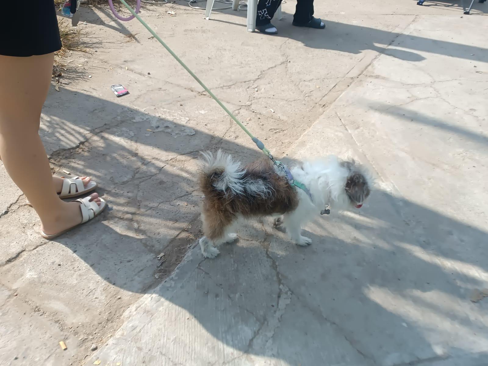 $!Colonos del Infonavit Alarcón reciben activa jornada de esterilización para sus mascotas