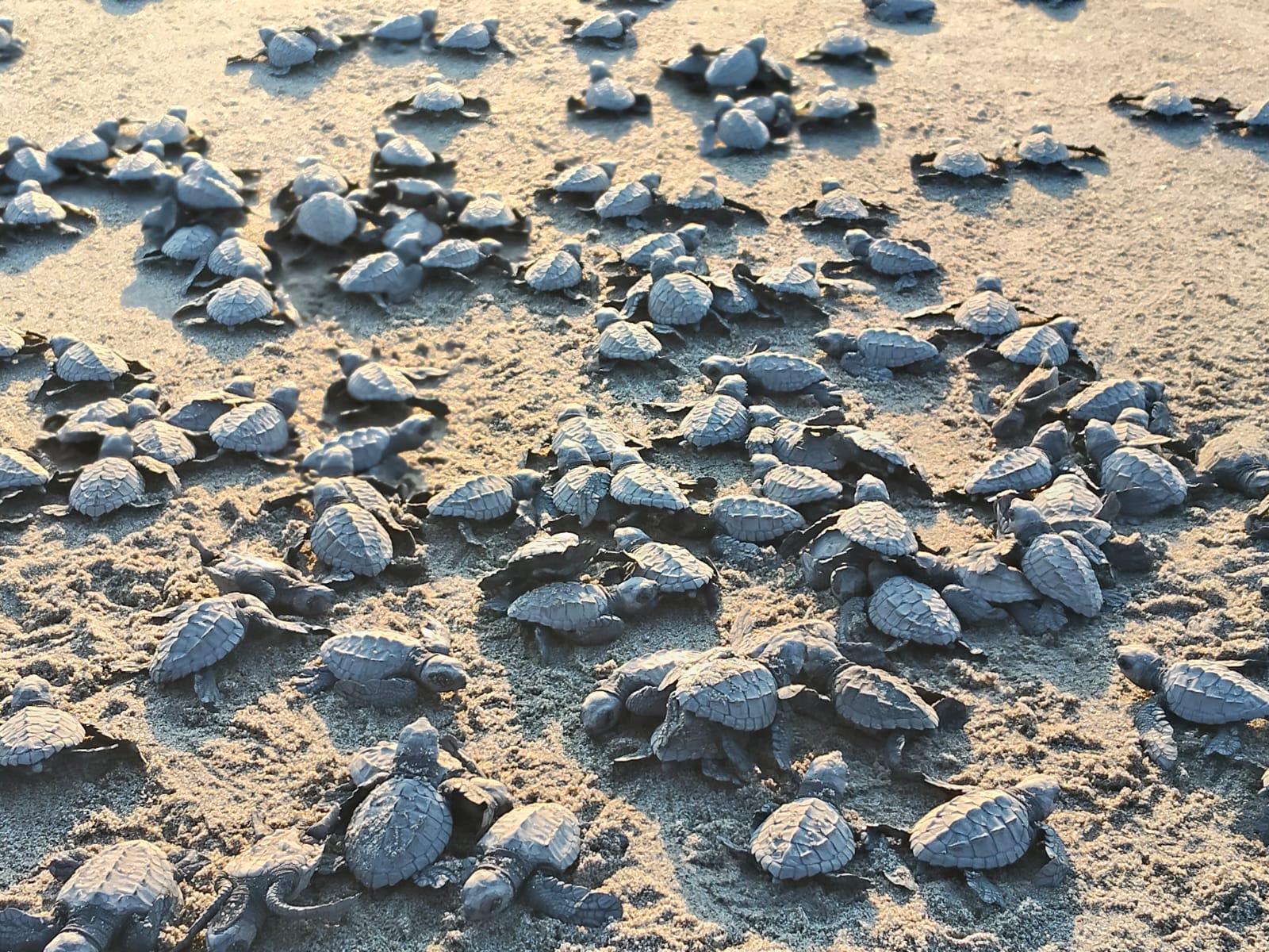 $!Grupo Tortuguero en Rosario inicia trabajos y realiza la primera liberación de 83 crías