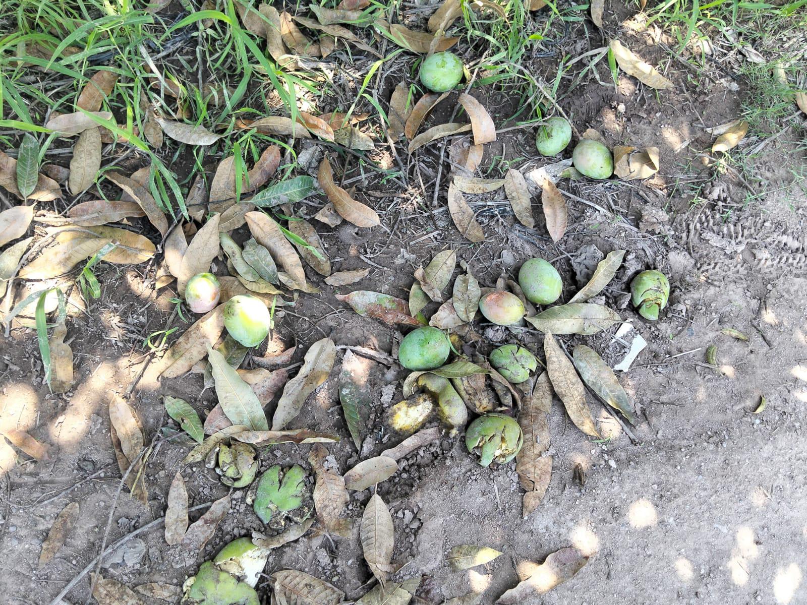 $!El robo de mango en Escuinapa está imparable, advierten productores
