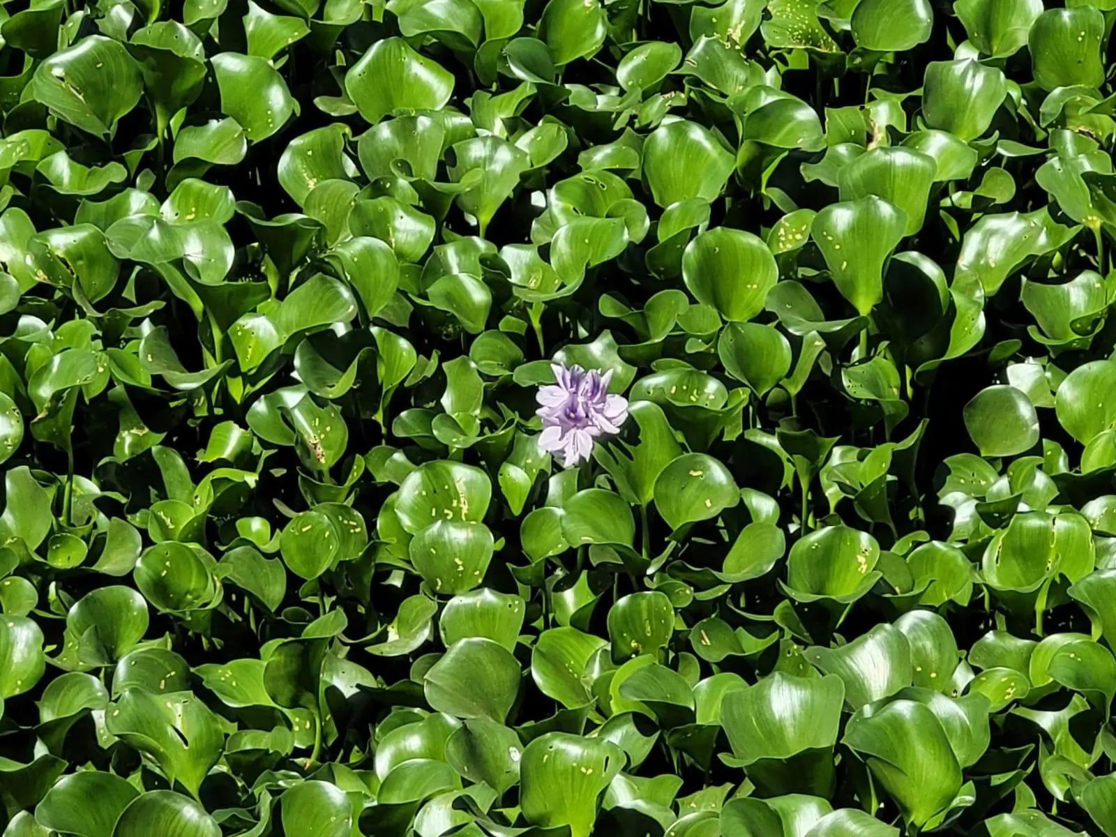 $!La Ola Verde recogerá lirio acuático del río Humaya este sábado