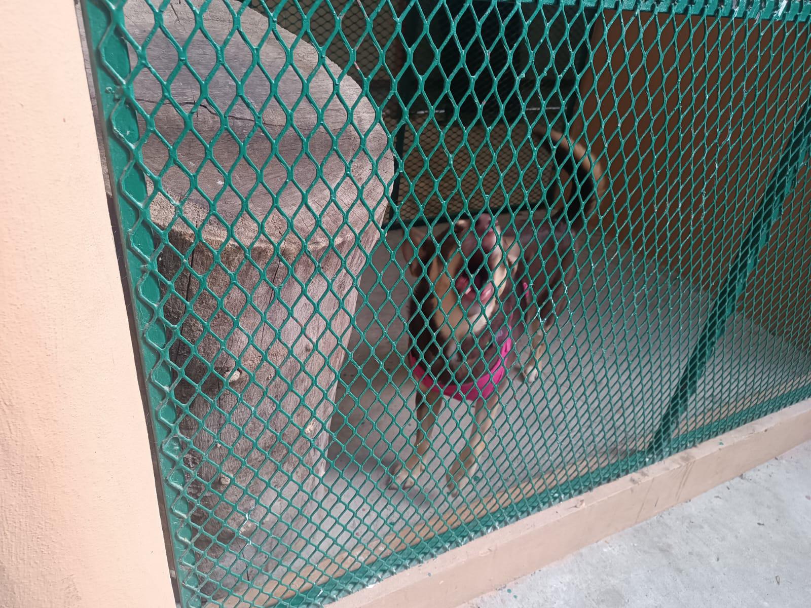 $!Siete mascotas encuentran un nuevo hogar gracias a la campaña Huellitas del Bienestar