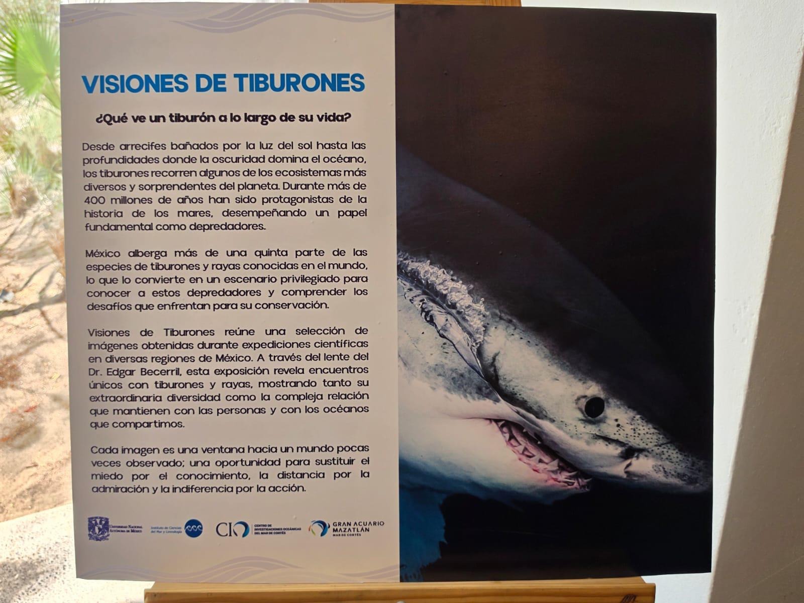 $!Arranca Gran Acuario Mazatlán la ‘Semana del Tiburón’ con exposición fotográfica internacional