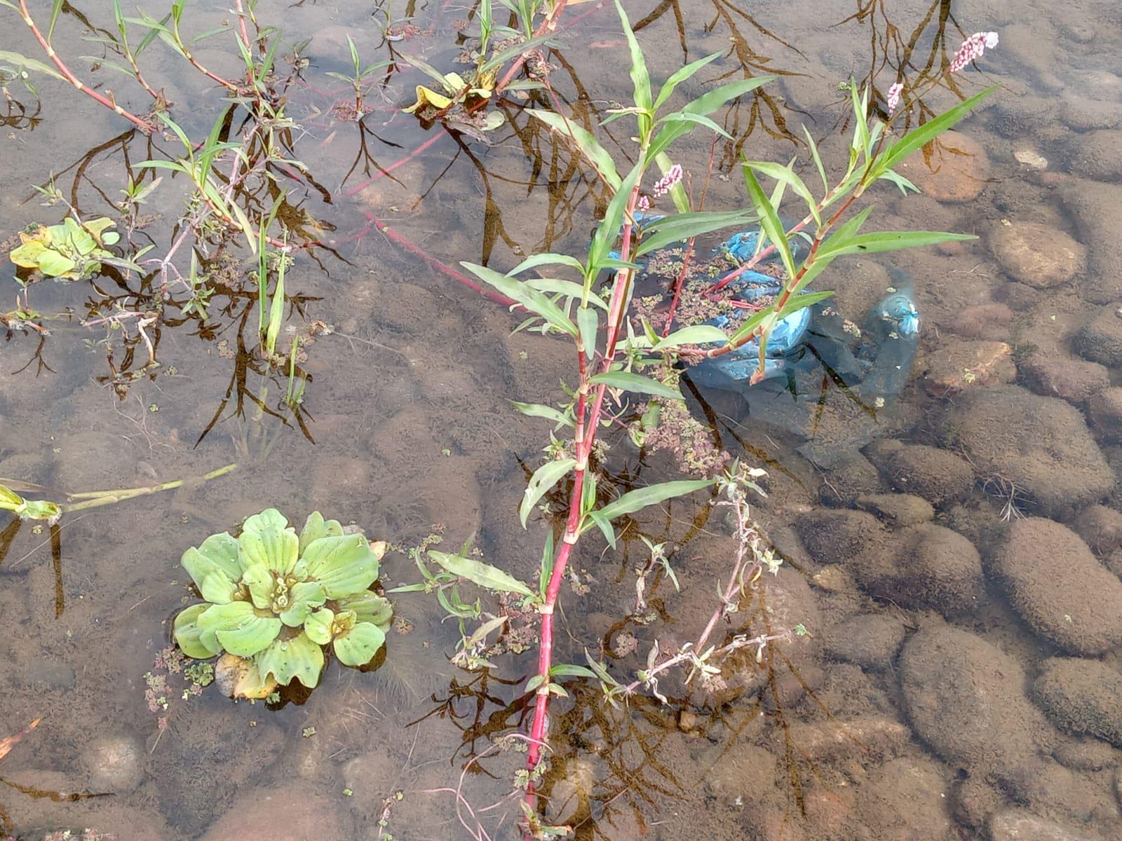 $!Proliferan tiraderos de basura y escombro en el margen del Río Baluarte
