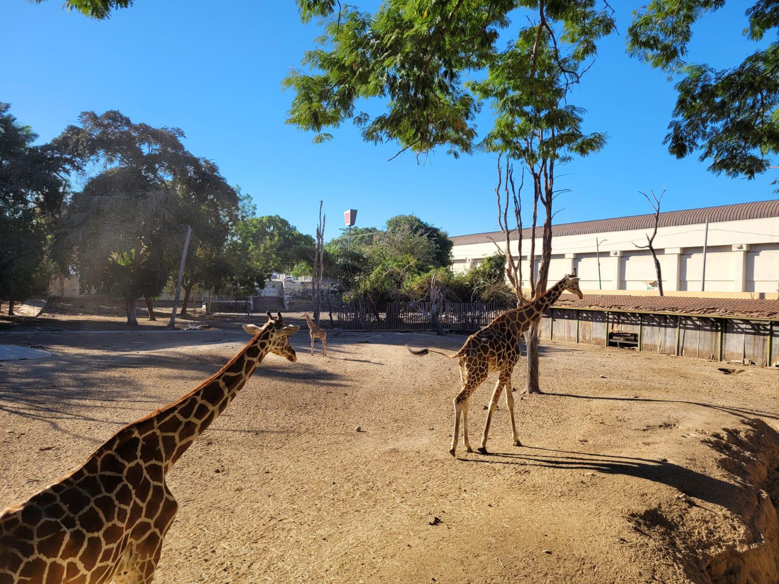 $!Visitas del Zoológico de Culiacán aumentaron 35% después de Navidad