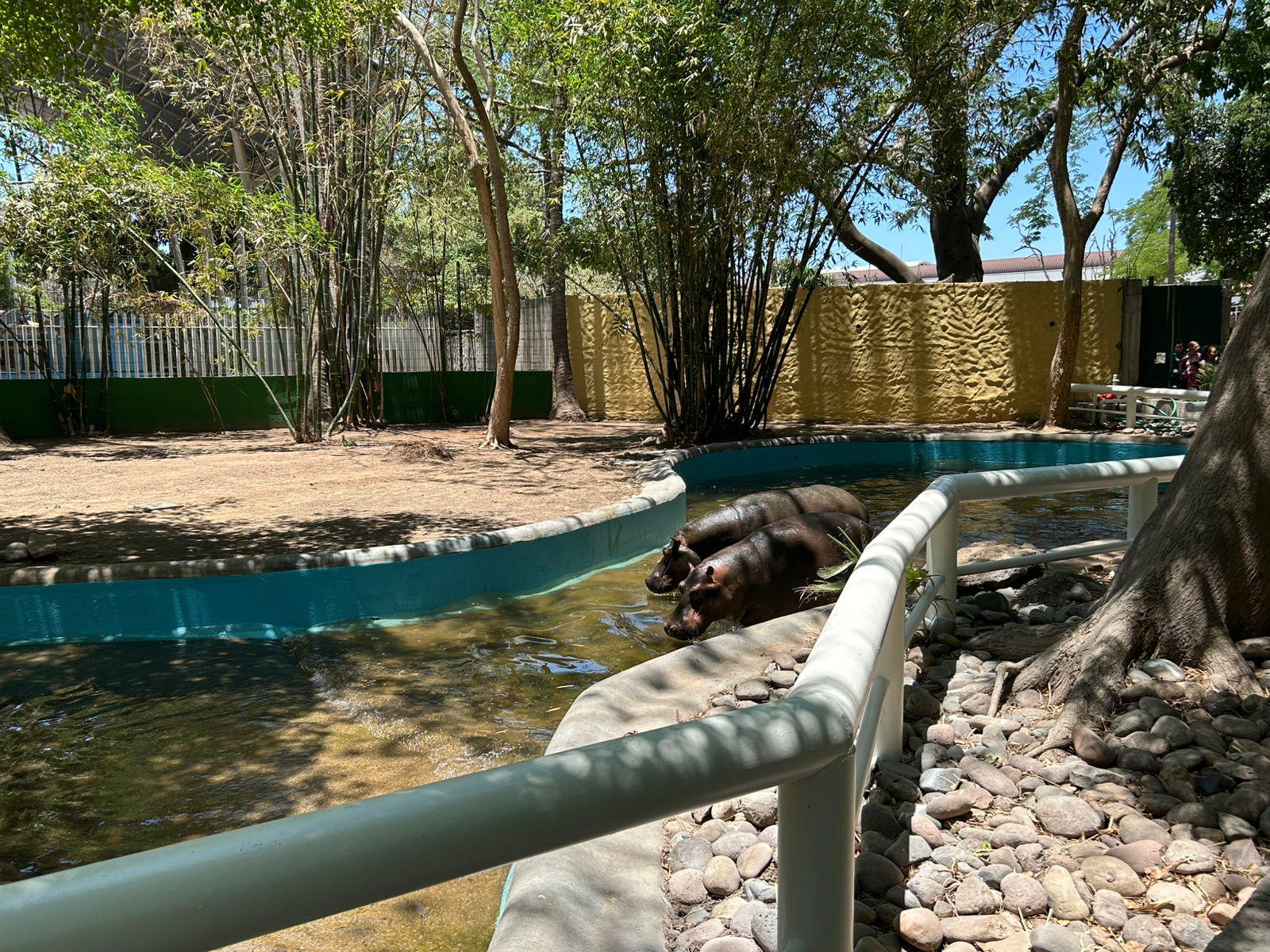 $!Presentan a pareja de hipopótamos en el Zoológico de Culiacán; cuestan $160 mil