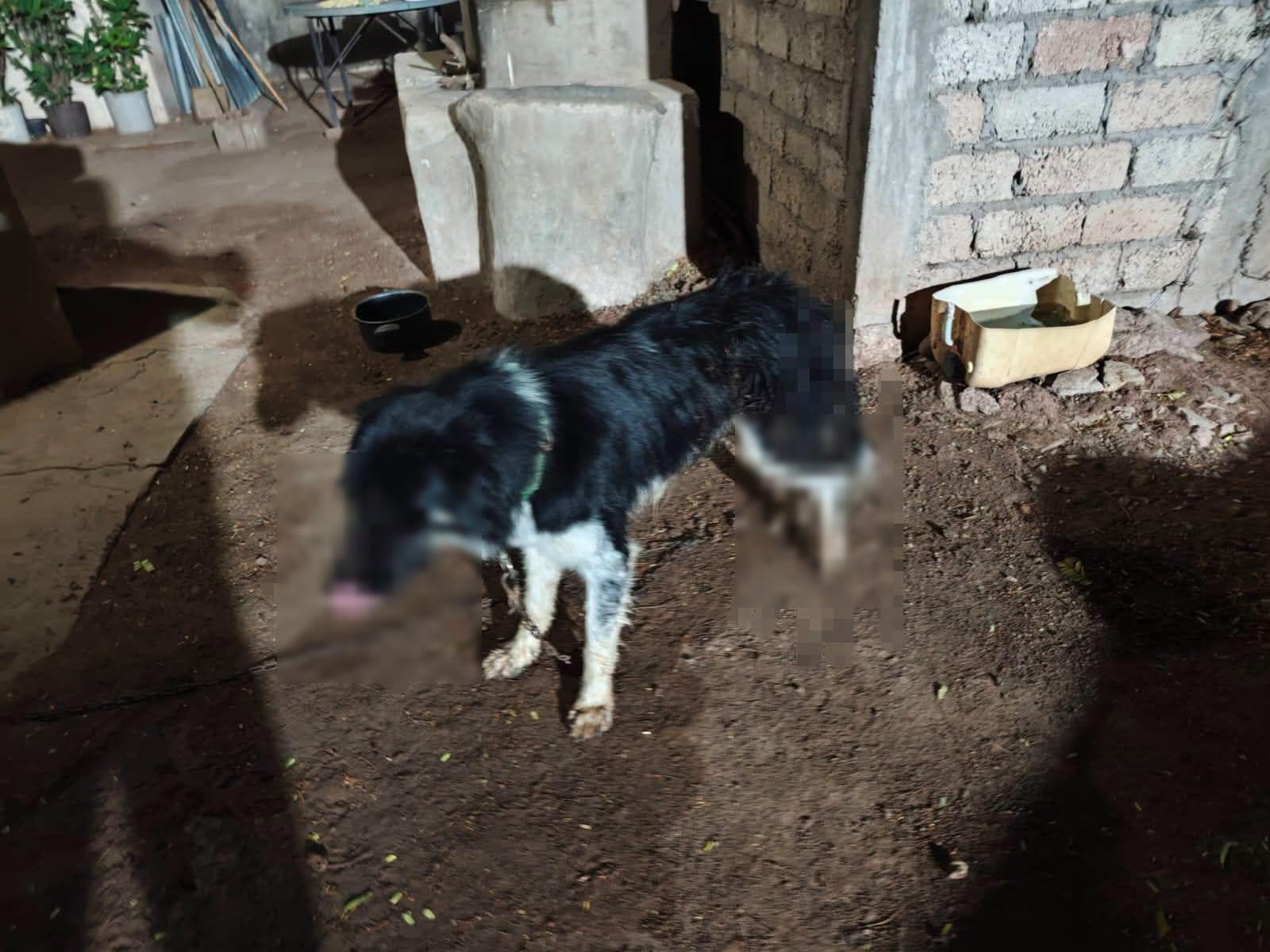 $!Señalan a un hombre por disparar contra tres perros en Ahome; uno murió y dos sobrevivieron heridos